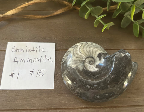 Goniatite Ammonite #1 $15