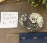 Goniatite Ammonite #1 $15