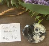 Goniatite Ammonite #2 $15