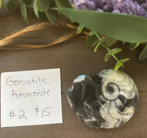 Goniatite Ammonite #2 $15
