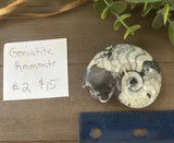 Goniatite Ammonite #2 $15