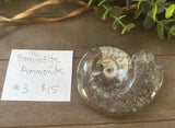 Goniatite Ammonite #3 $15