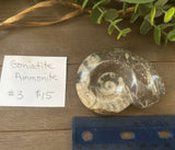 Goniatite Ammonite #3 $15