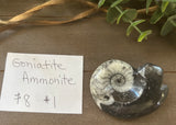 Goniatite Ammonite #1 $8