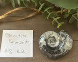 Goniatite Ammonite #2 $8
