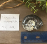 Goniatite Ammonite #2 $8