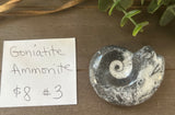 Goniatite Ammonite #3 $8