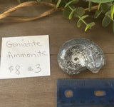 Goniatite Ammonite #3 $8