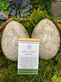 Shell Fossil Egg - Medium
