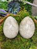 Shell Fossil Egg - Medium