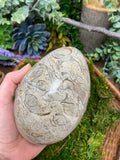 Shell Fossil Egg - Medium