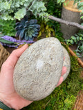 Shell Fossil Egg - Medium