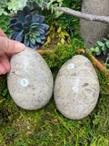 Shell Fossil Egg - Medium