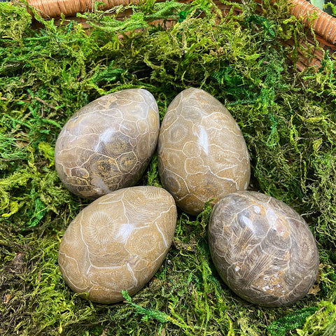 Coral Fossil Egg