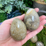 Coral Fossil Egg