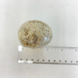 Shell Fossil Egg