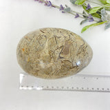 Shell Fossil Egg - Medium