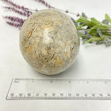Shell Fossil Egg - Medium