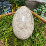 Shell Fossil Egg - Large