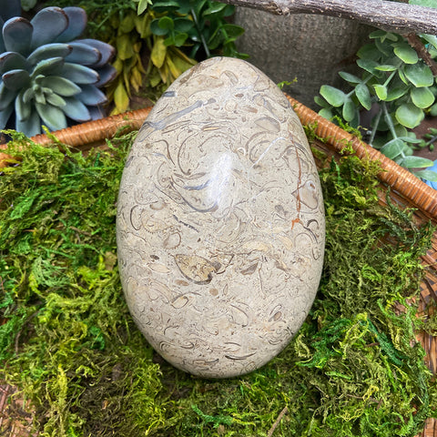Shell Fossil Egg - Large