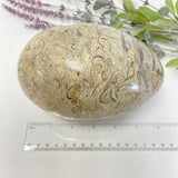 Shell Fossil Egg - Large