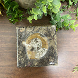Ammonite Square Box - Large