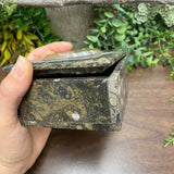 Ammonite Square Box - Large