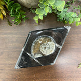 Ammonite Diamond Box - Large
