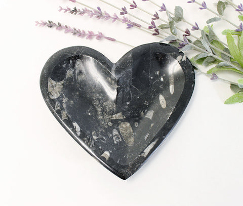 Orthoceras Heart Plate #2