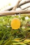 Orange Calcite Pendant