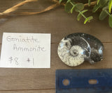 Goniatite Ammonite #1 $8