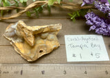 Tampa Bay Agatized Coral #1