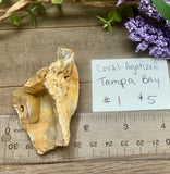 Tampa Bay Agatized Coral #1