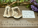 Tampa Bay Agatized Coral #2