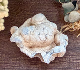 Tampa Bay Agatized Coral #2