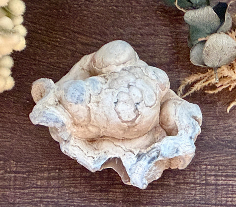 Tampa Bay Agatized Coral #2