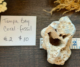 Tampa Bay Agatized Coral #2