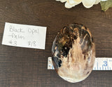 Black Opal Palm #3