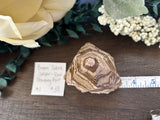 Brown Zebra Jasper Raw Standing Point #1