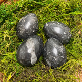 Orthoceras Egg
