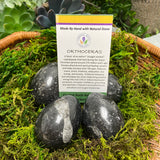 Orthoceras Egg