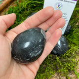 Orthoceras Egg