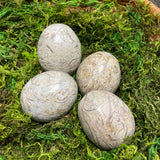 Shell Fossil Egg