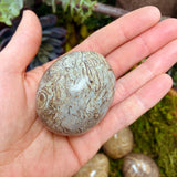 Shell Fossil Egg