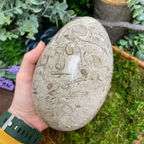 Shell Fossil Egg - Large