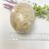 Shell Fossil Egg - Large