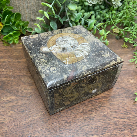 Ammonite Square Box - Large