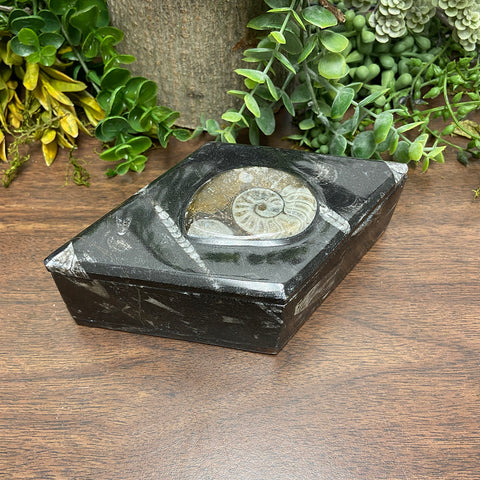 Ammonite Diamond Box - Large