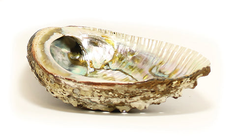 Abalone Shell 4-5"