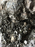 Pyrite